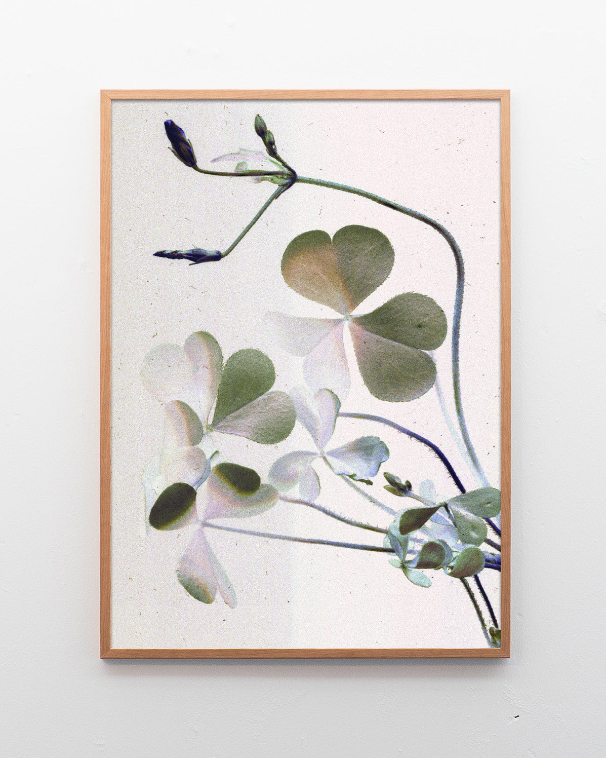 Clover